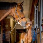 BK Horse
